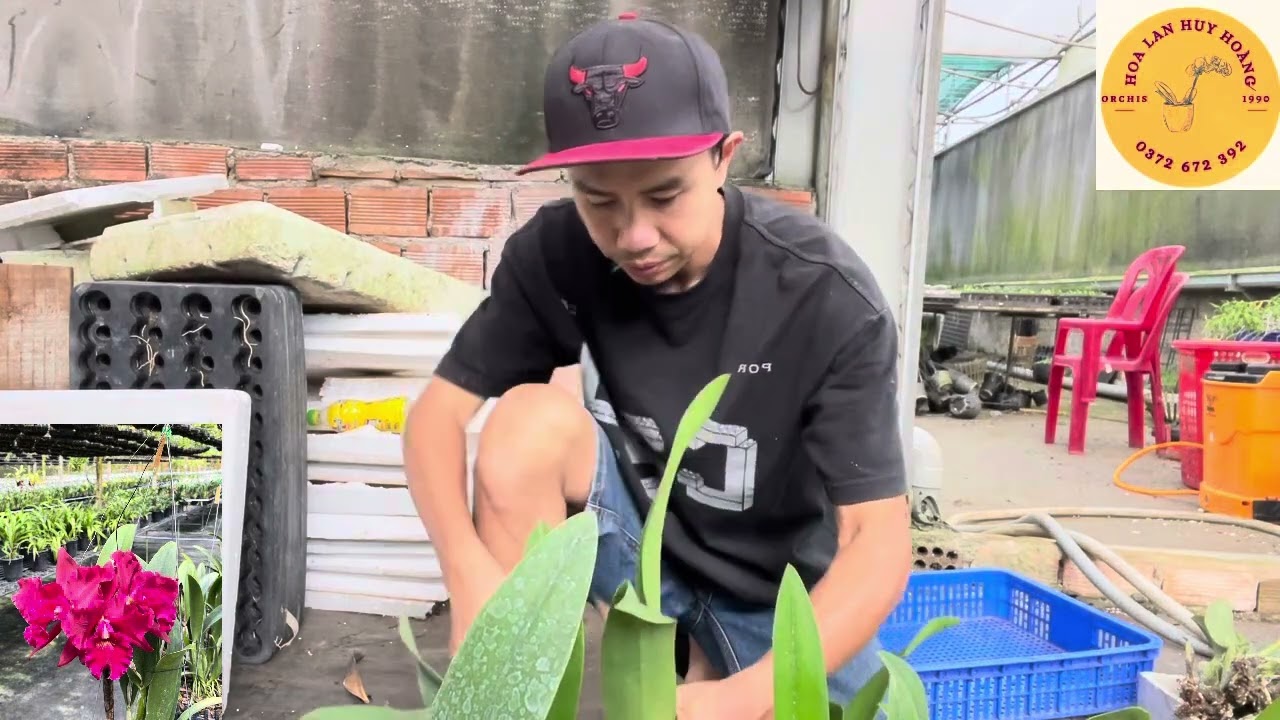 Cách sử lý cattleya từ xứ nóng về xứ lạnh #hoalanhuyhoang#cattleya #orchid #hoalandep 