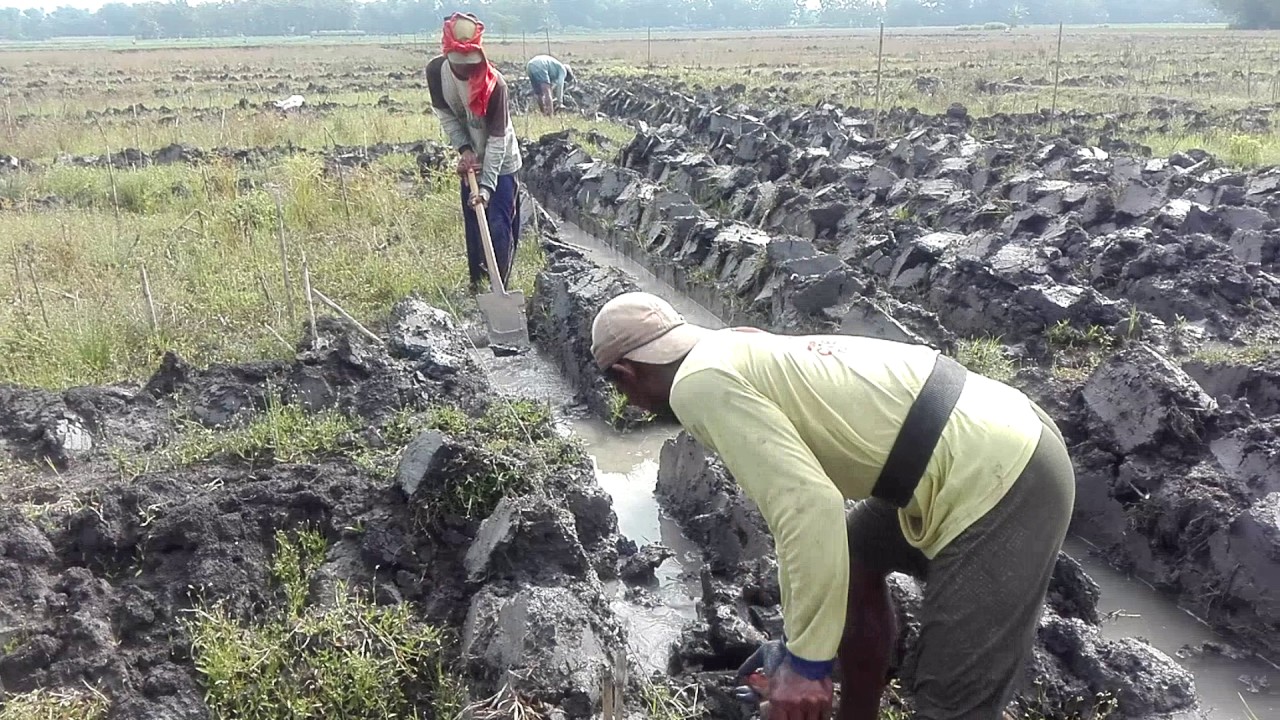 Kebun Program Reynoso PG Rejo Agung Baru