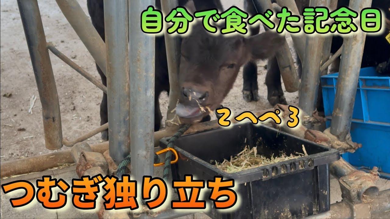 【祝・自立】つむぎ君、ついに自分の力で。小さな一歩だけど、大きな成長に涙が出そうです