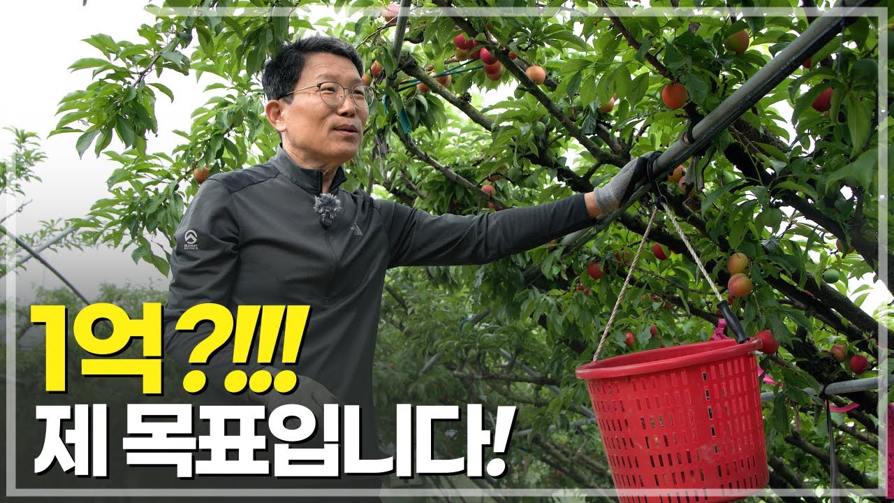 여름 끝자락, 진짜 자두의 계절이 온다 – ‘추희자두’의 모든 것