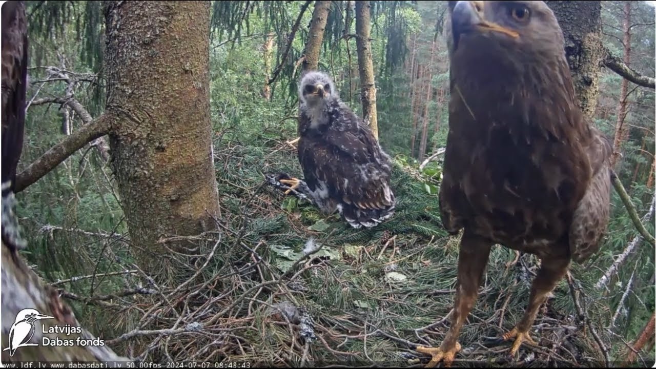 Rīts / Morning  Latvijas Dabas fonds Lesser spotted eagle in spruce, Zemgale, Latvia