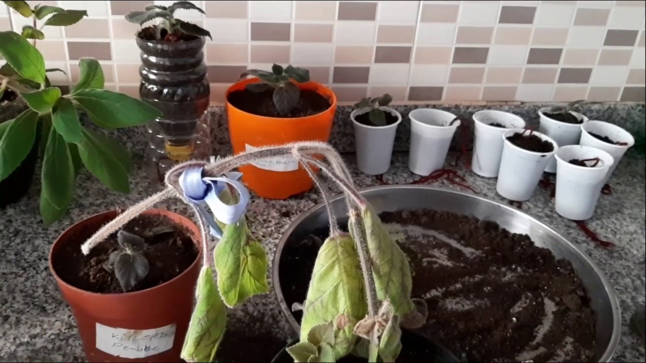 Kohleria Komşu Çatlatan Çiçeği Rizom ve kök ayırımı ile çoğaltım.4 FİDE HEDİYE📢 YOLLUYACAM.çekilişl