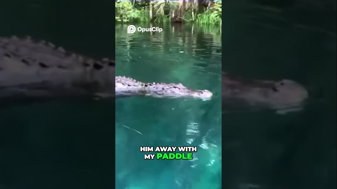 Florida Woman On Paddleboard Has Frightful, Up-Close Encounter With Alligator In Silver River