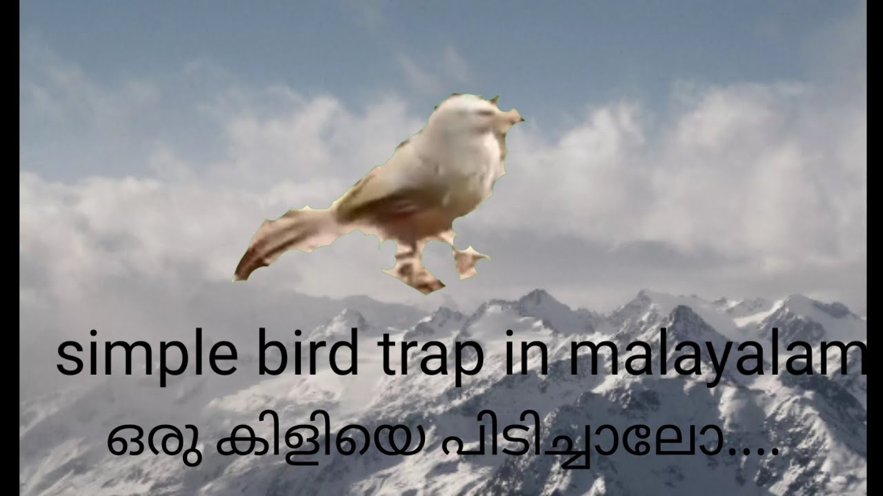 How to make a bird trap in malayalam.  catch birds with traps 🐦 🐦