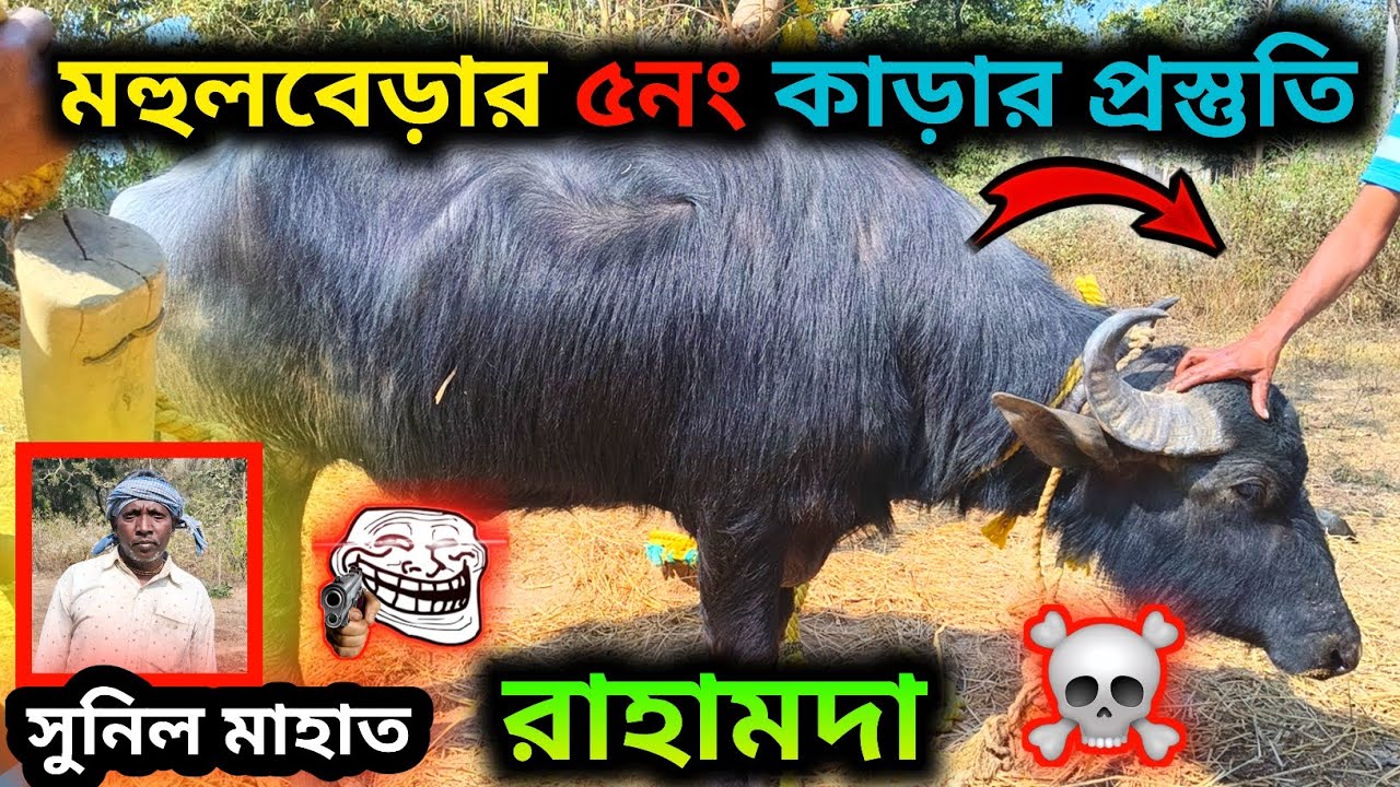 হুড়া থানা অন্তর্গত রাহামদা গ্ৰামের কাড়া👀মহুলবেড়ার ৫নং এর জন্য প্রস্তুতি#কাড়া_লড়াই #kara_lorai 