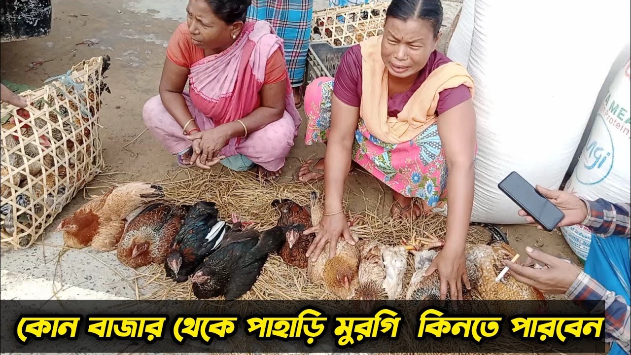 কোন বাজার থেকে পাহাড়ি মুরগি কিনতে পারবেন,সেরা পাহাড়ি মুরগি আমার কাছে আছে #shakilfarming #পাহাড়ি