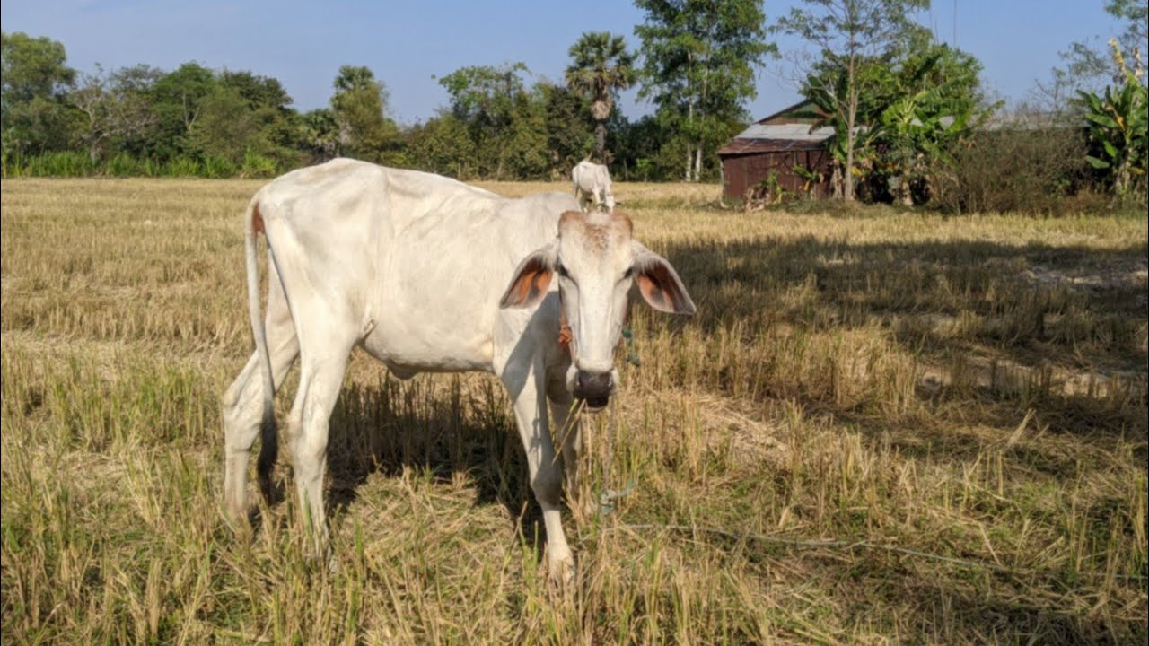 Amazing Feeding Time: Cow 