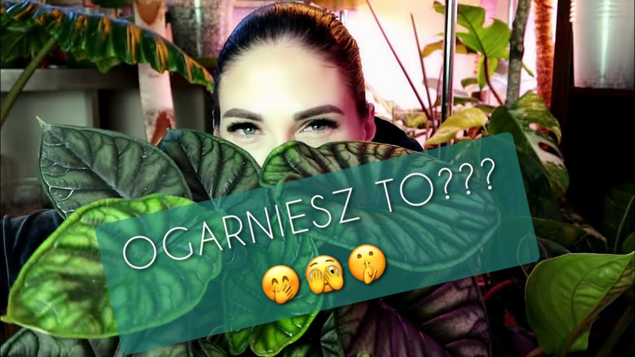 MEDINILLA na medal i ALOCASIA busz 🤭💚🫠💚🫣