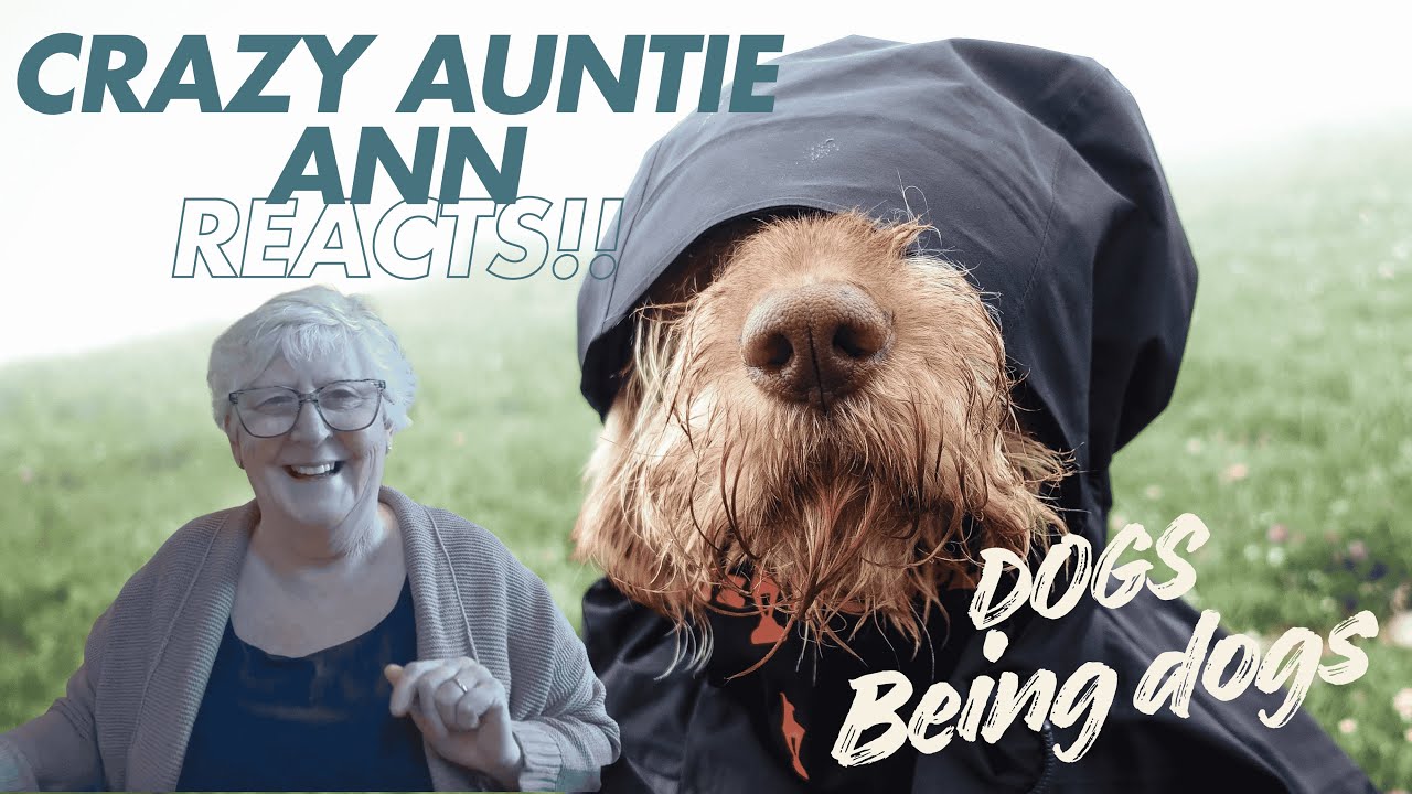Crazy Auntie Ann Reacts: Dogs Being Dogs!! SO FUNNY!