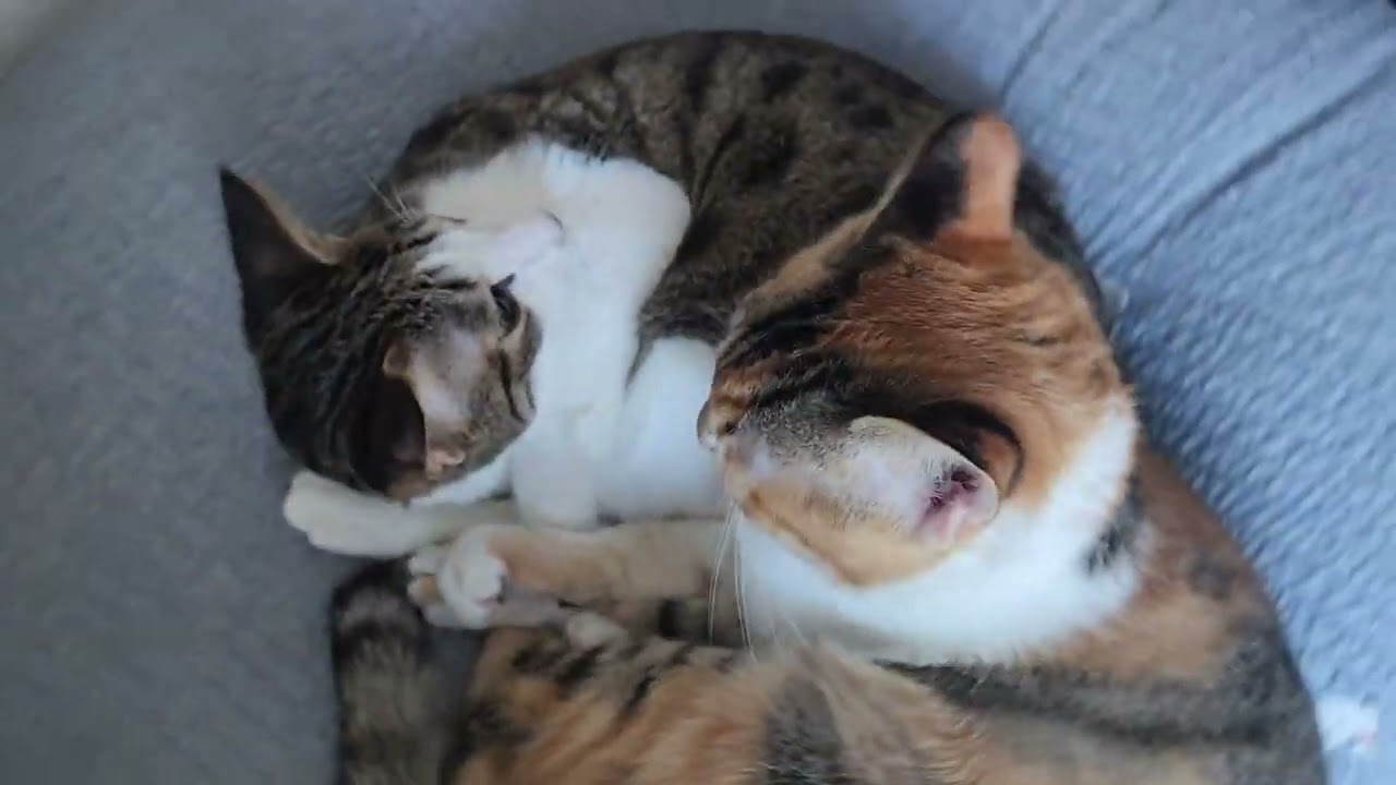 서로가 따뜻하게 꿀잠