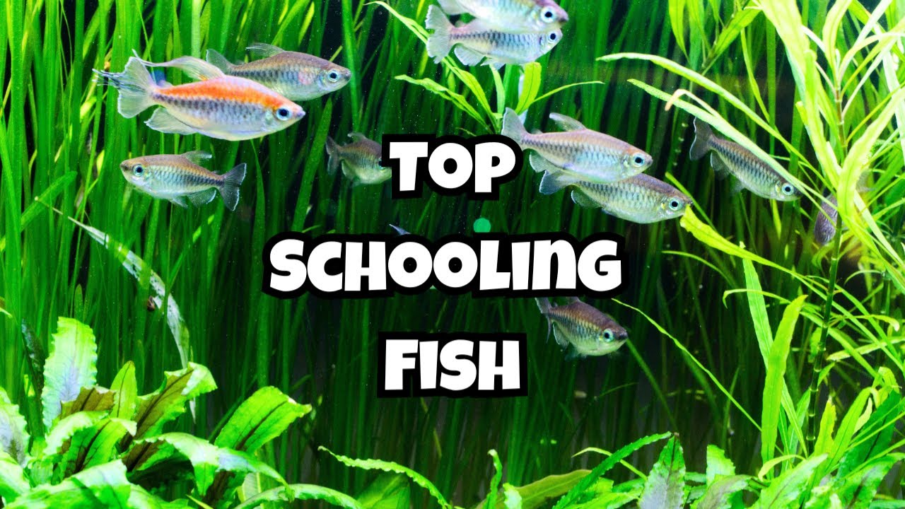 10 лучших стайных рыб среднего размера, о которых вам стоит знать 🐟