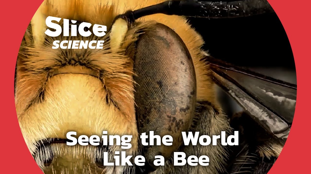 Exploring the Significance of Color in a Bee's Life | SLICE SCIENCE