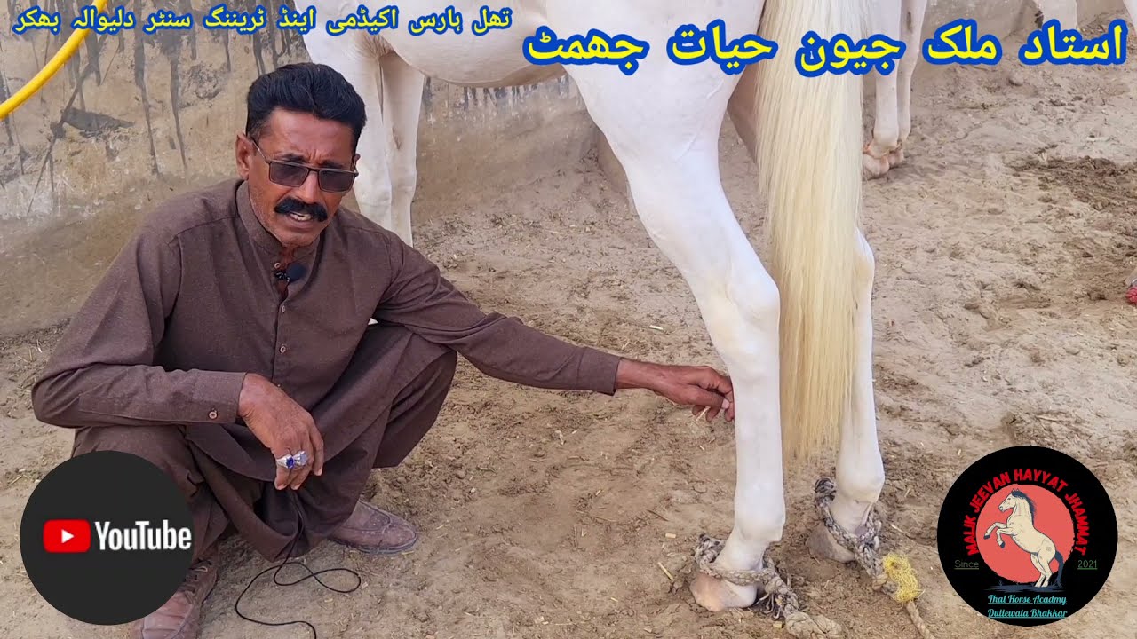 گھوڑے کی بیرہڈی، کنڈا ہڈی، راڈ ہڈی کی پہچان اور اسکا مکمل علاج کیسے کیاجاتا ہے؟