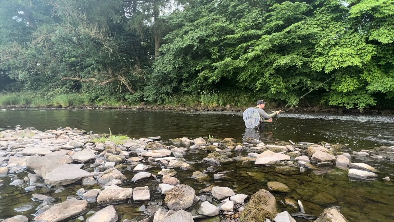 River ribble low water dry fly fishing and leader tips