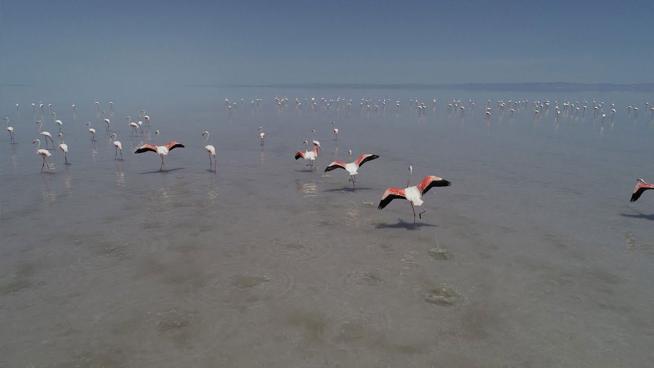 Tuz Gölü, 21 bin flamingoya ev sahipliği yapıyor