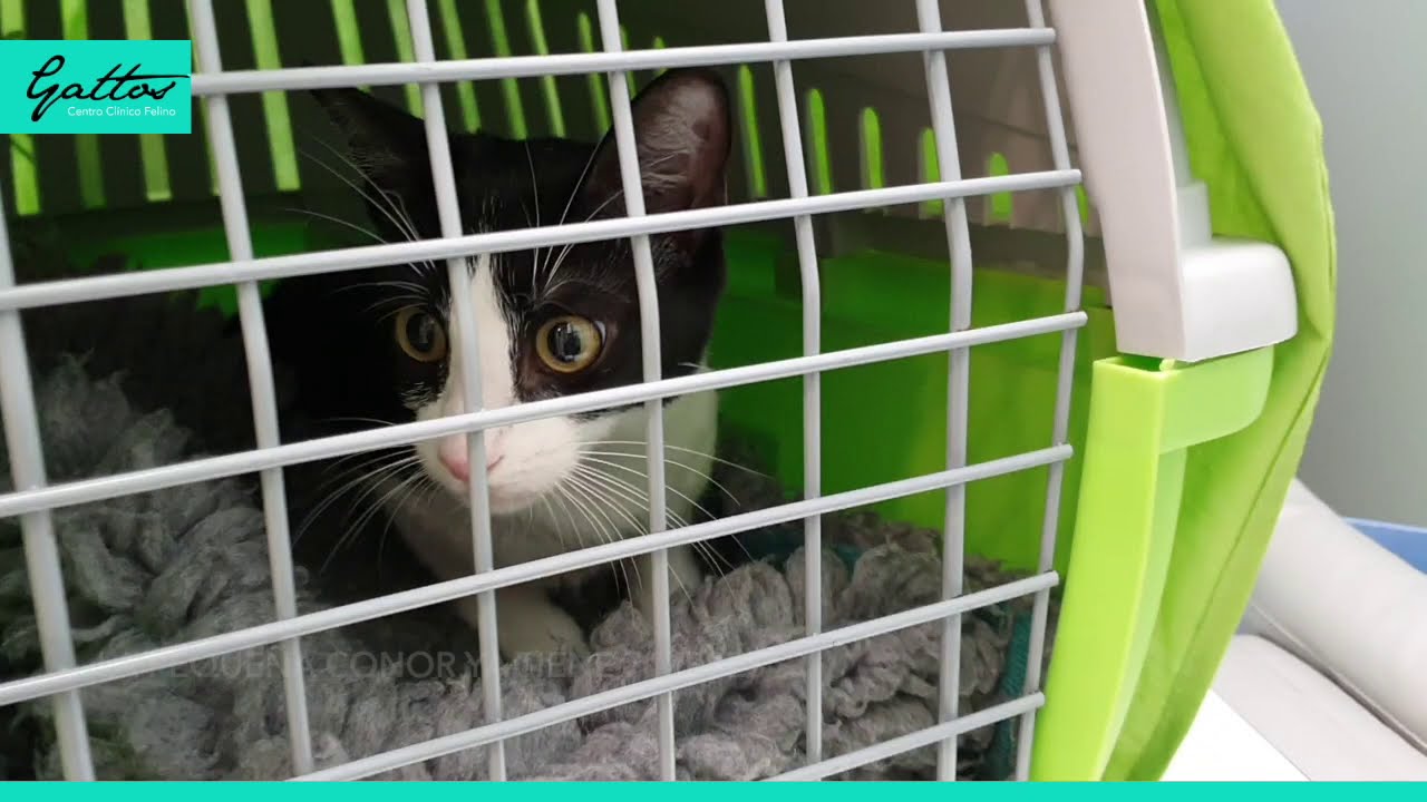 Esterilización por laparoscopia en una gata