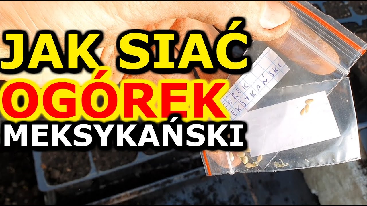 Jak i kiedy siać Ogórek meksykański na Rozsadę | Rozsada Mysiego melona - Siew