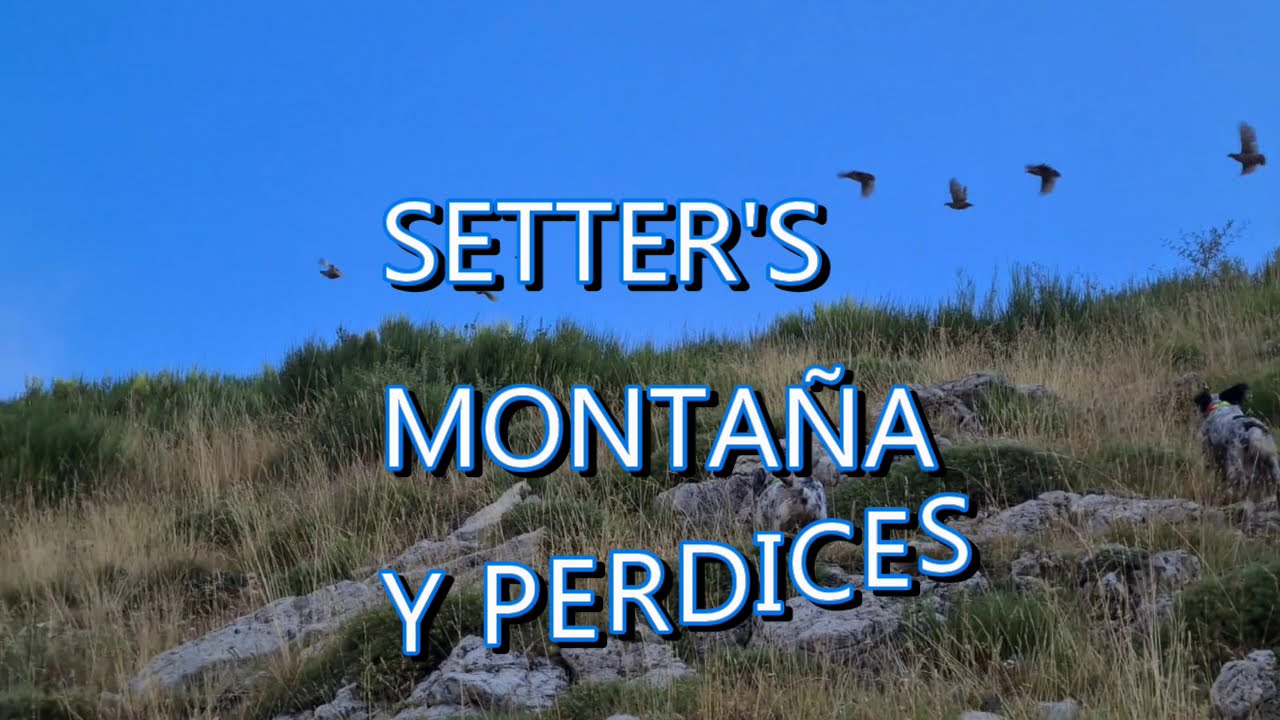 SETTER'S MONTAÑA Y PERDICES2