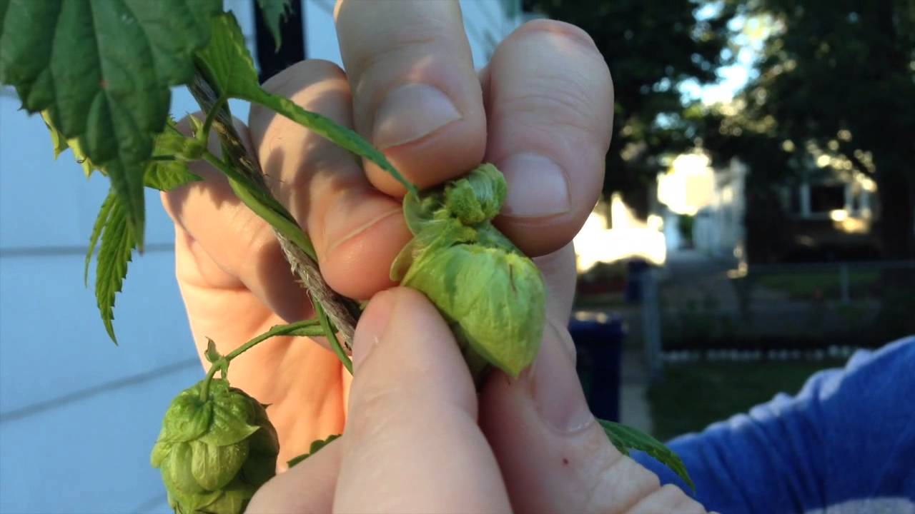 Inside a Hop Cone