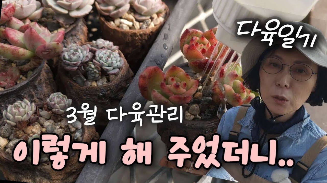 3월🌿 통통하게 물주는 방법 | 영양제 효과 높이기 | 흔들리지 않게 분갈이  |  3월다육 관리《다육식물》