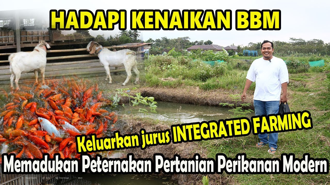Untung Besar Integrated Farming,memadukan Peternakan Pertanian dan Perikanan