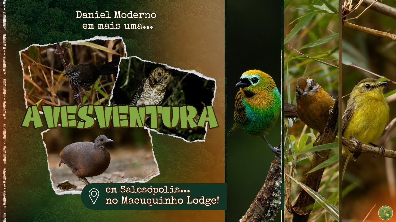 𓅫📸Observação de aves no Macuquinho Lodge,  em Salesópolis/SP - mais uma Avesventura!🍃💚
