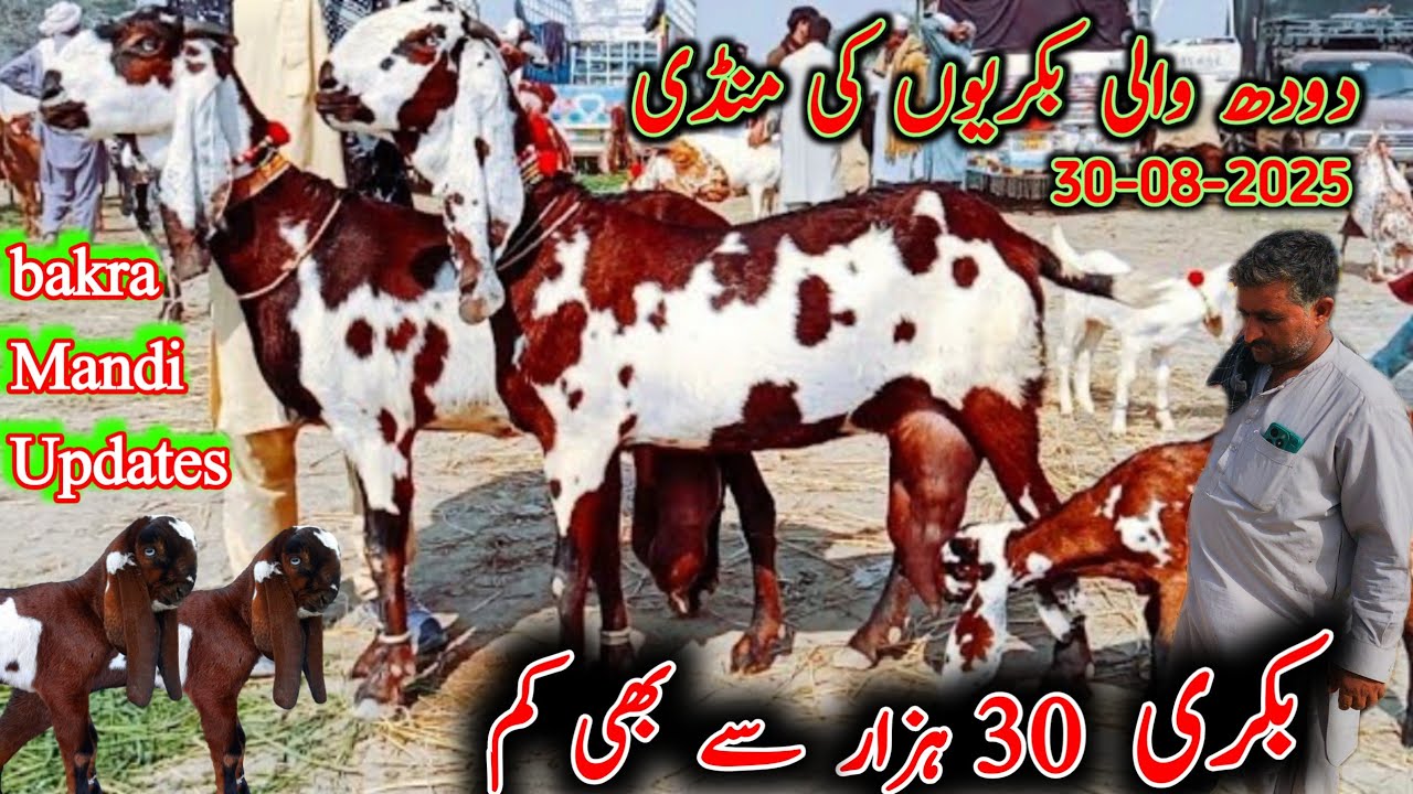 30 August 2025 Dudh wali bakriyan ki mandi pakistan dera ghazi khan bakra mandi | دودھ والی بکریاں 
