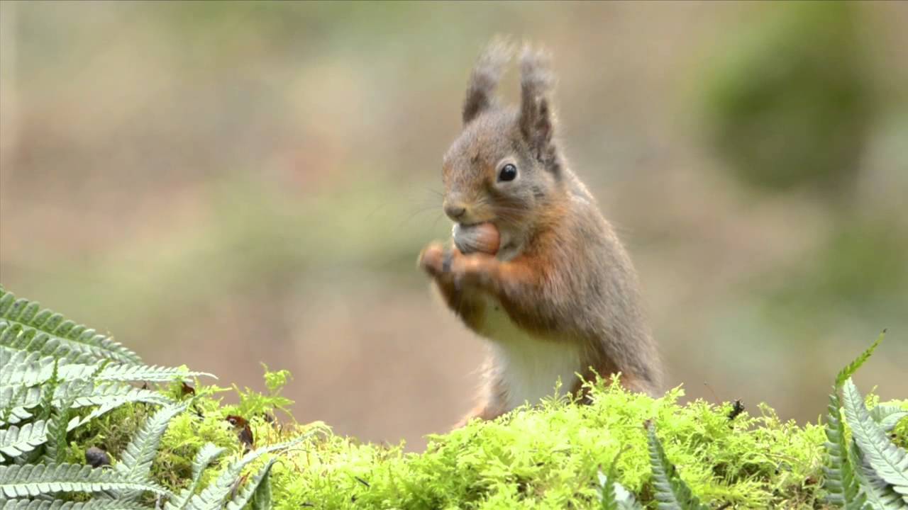 Muir of Dinnet NNR