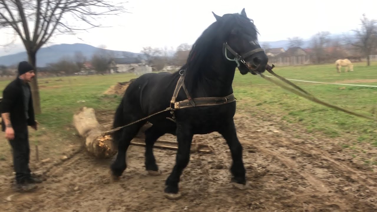 Коні в Румунії👍Сильна проба, дуже гарні коні💪Кобила бретонка та Угорський жеребець😎
