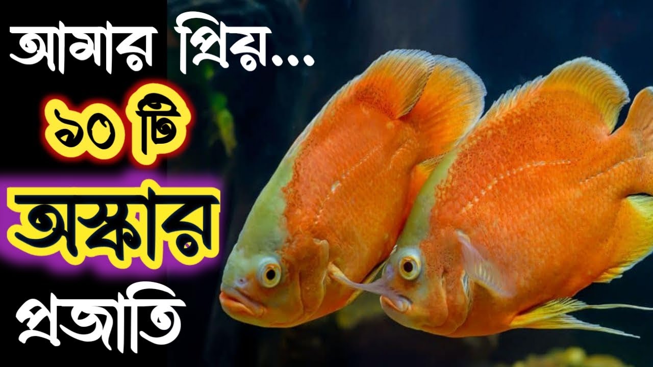 Beautiful Varieties of Oscar Fish || Different Types of Oscar Fish Species || Expert Aquarist