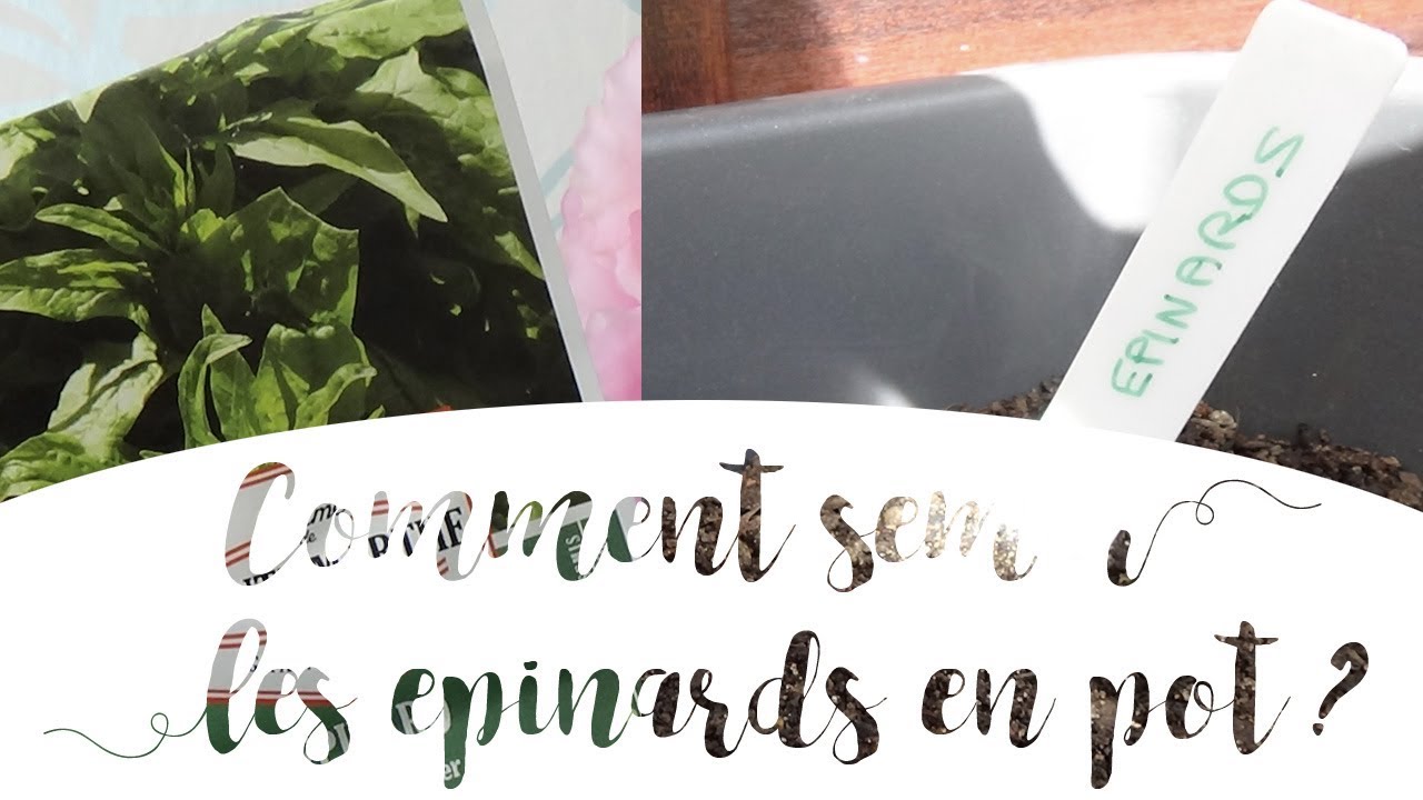 Semer des épinards en pot