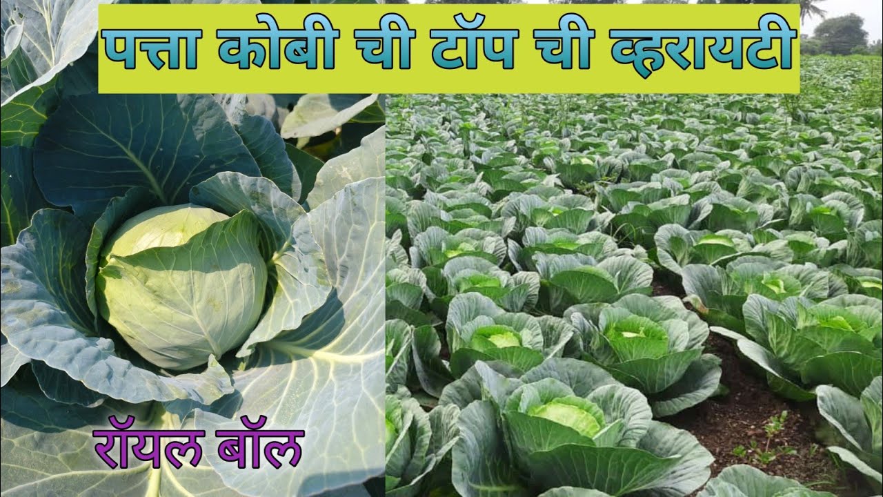 पत्ता कोबी वाण रॉयल बॉल प्लॉट# Syngenta Cabbage Royal Ball (BC51)# गट्टा कोबी लागवड#कोबी #Farming