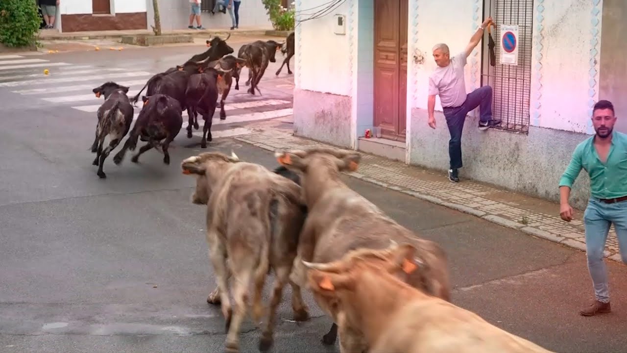 Capeas Bodonal de la Sierra 2023