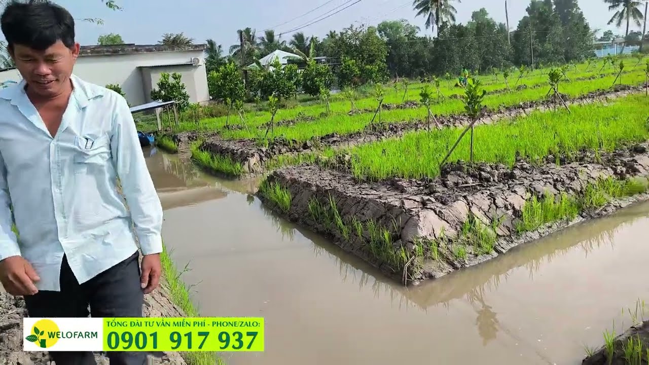 CÁCH LÊN LIẾP TRỒNG MÍT RUỘT ĐỎ