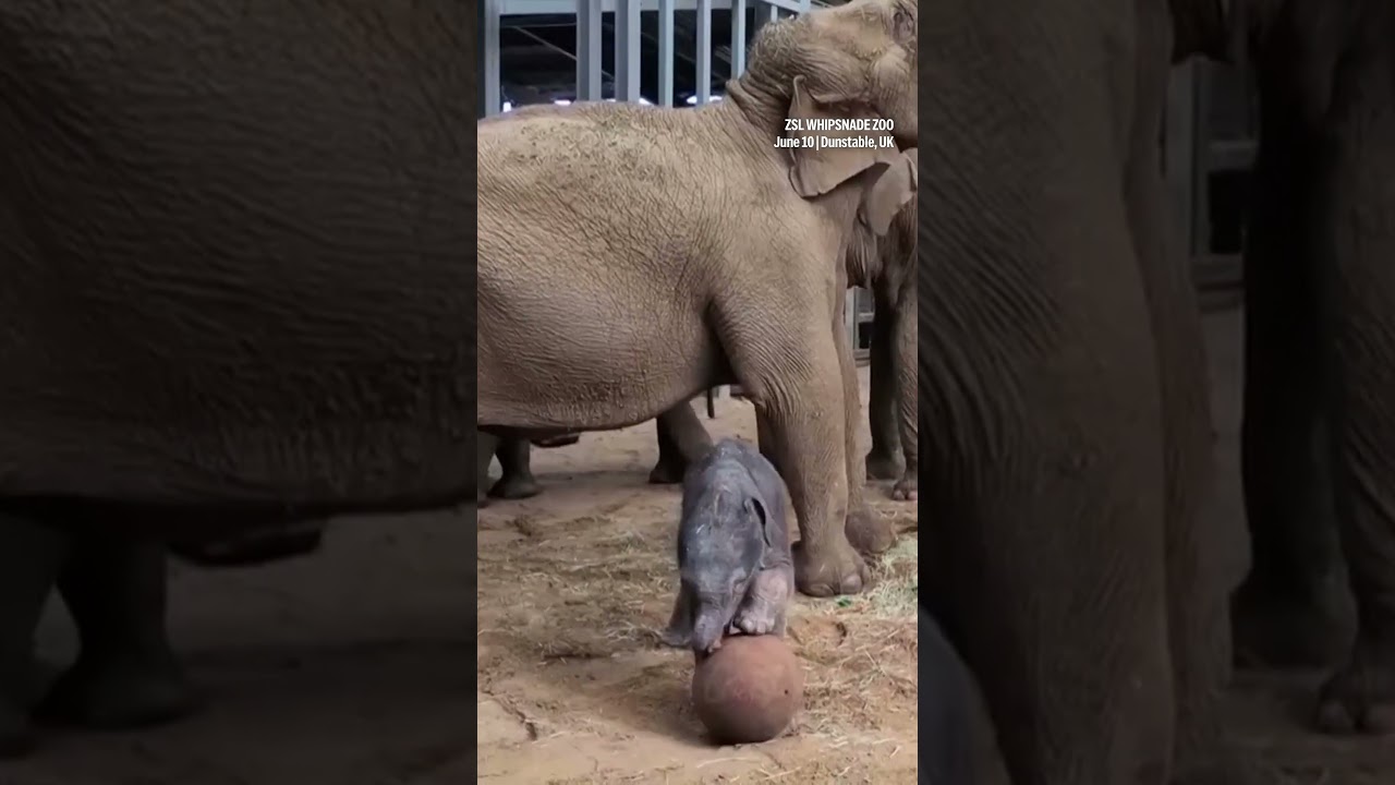 Adorable! Two-Day-Old Baby Elephant Plays With Ball Ahead of FIFA World Cup | World Cup Day 1| N18S