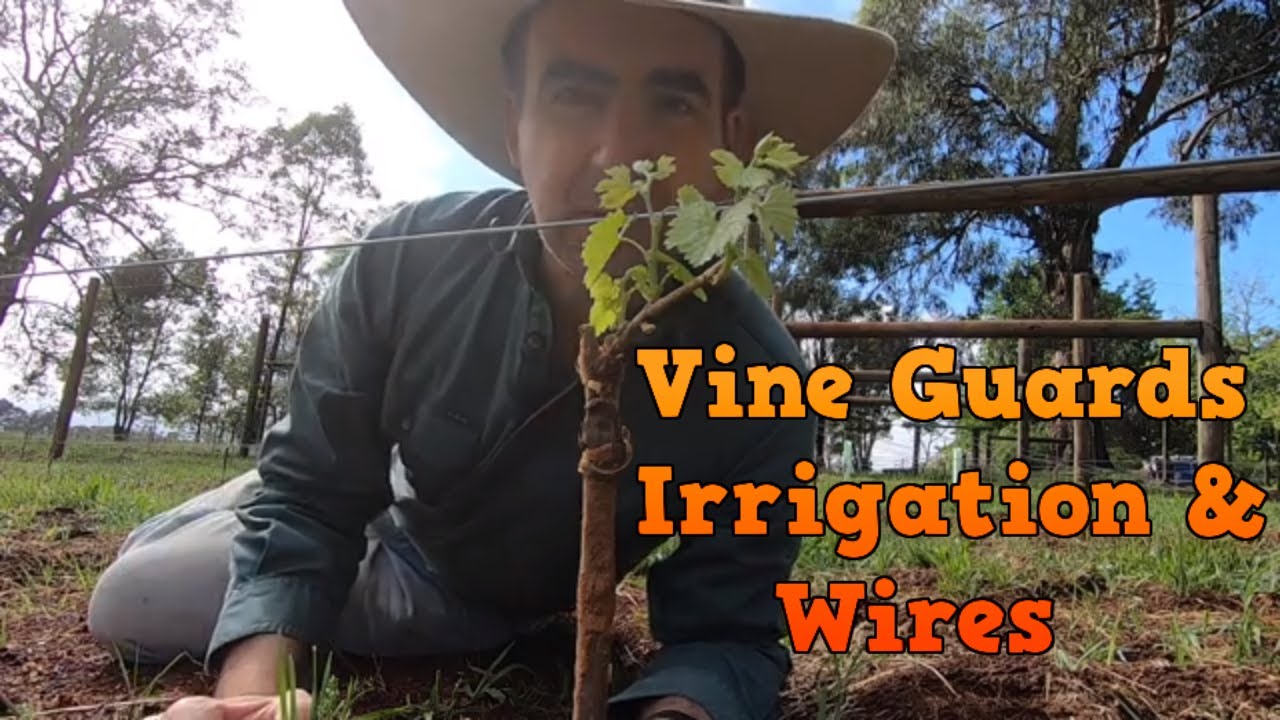 Installing Guards Irrigation and wires on the New Vineyard