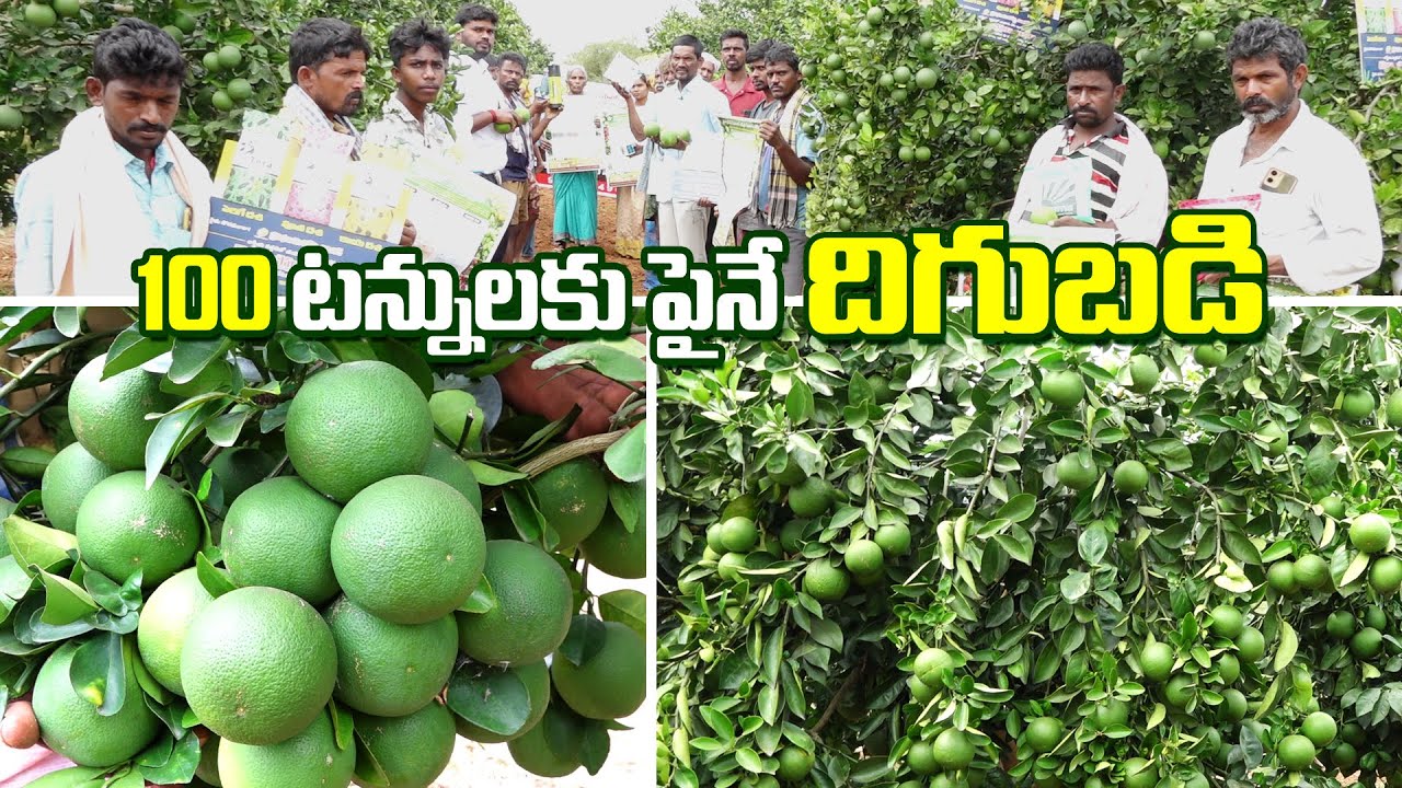 100 టన్నులకు పైనే - అధిక దిగుబడి తీస్తున్న బత్తాయి రైతు | Annapurna agri space