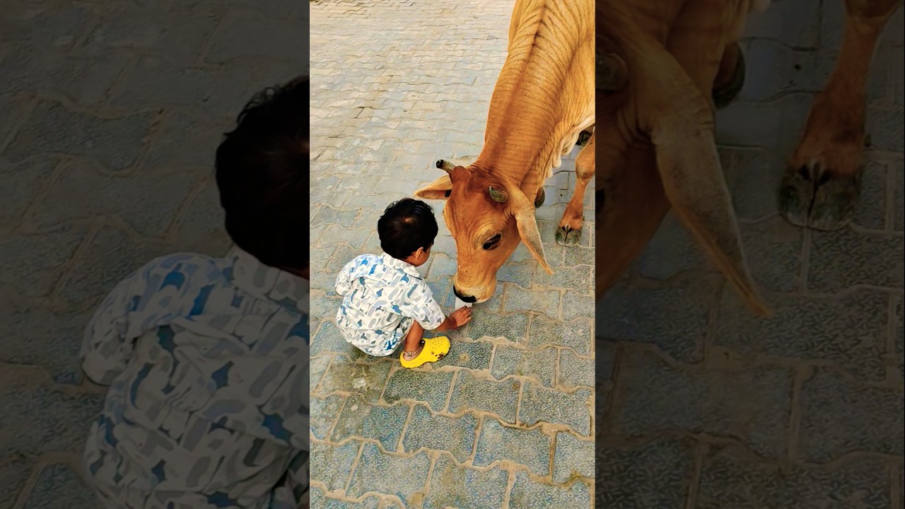 Unlikely friends: a Calf and a Golden Retriever Share Biscuits! 🐶🐮 