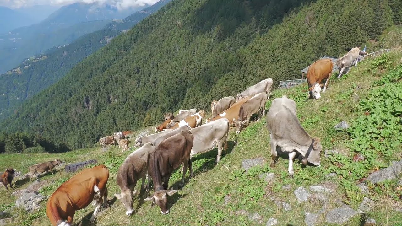 Transumanza di Vignone