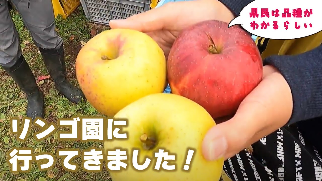 【レア？樹齢100年の信州りんご！？】長野県民あるある！りんごの品種いくつわかるかな★信州の美味しいりんご！地元のりんご園に行ってきました！