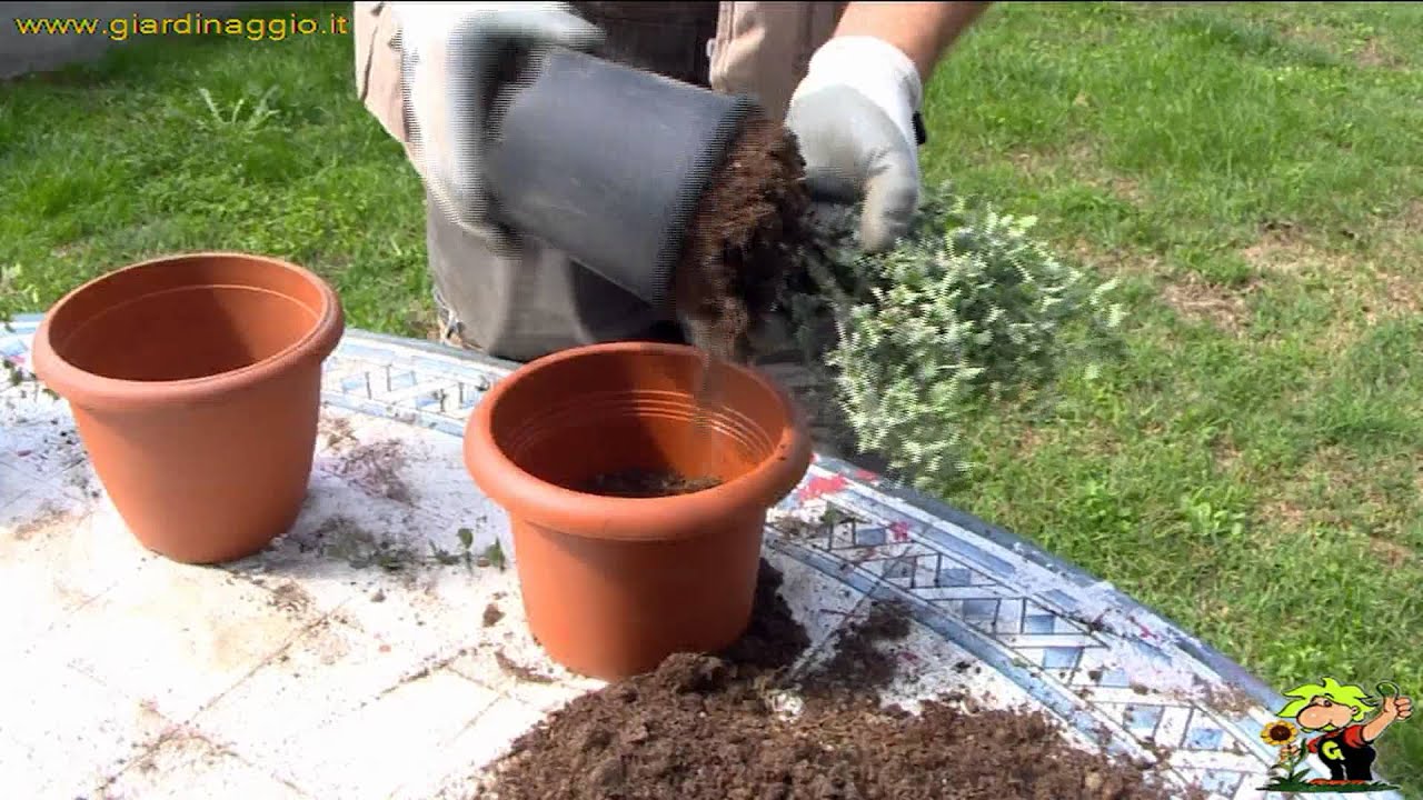 origano e maggiorana