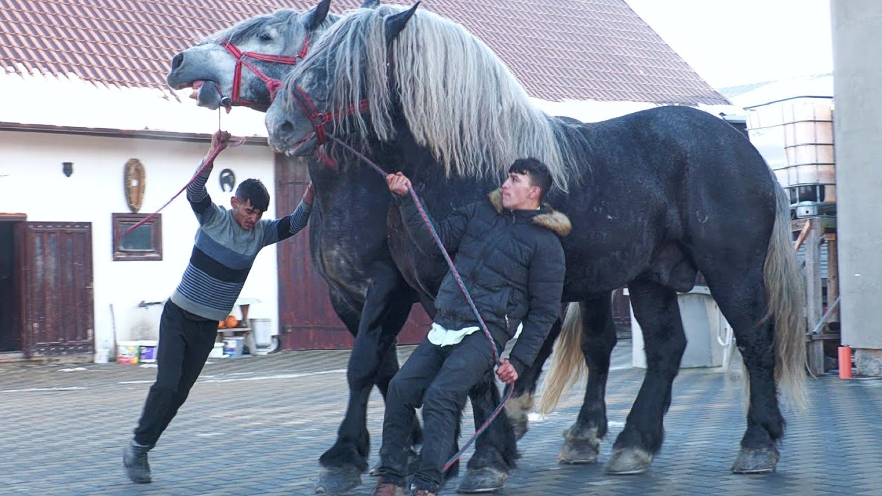 4 Armăsari de Top acasă la Gruia Cican de la Vicovu de Sus - Bucovina 2024