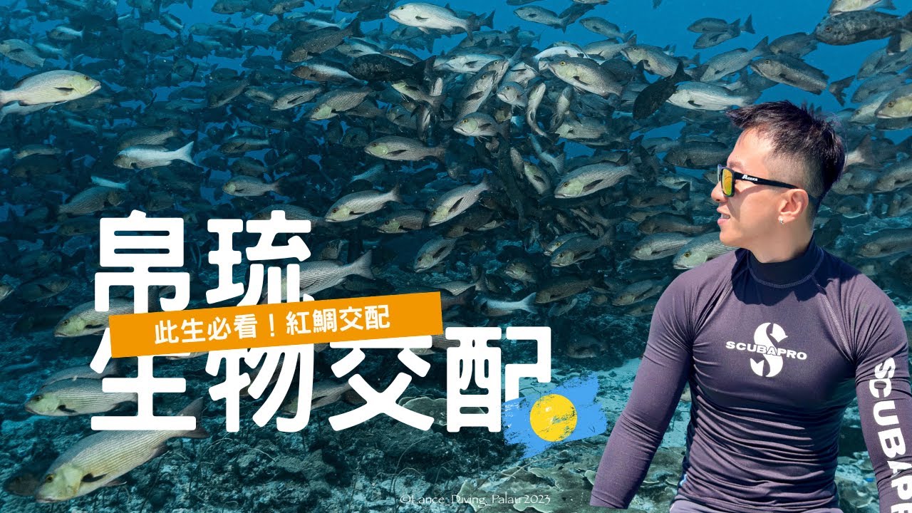帛琉紅鯛交配：與大自然生命共舞的永續潛旅