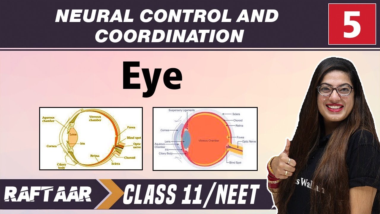 Neural Control and Coordination 05 || Eye || Class11/NEET