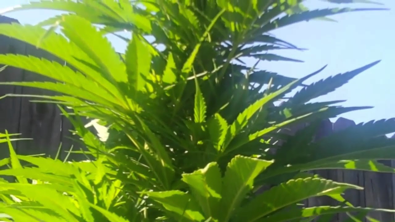 Critical Sensi Star  