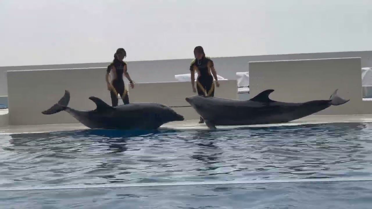 Amazing Orca Show at Suma Sea World Osaka