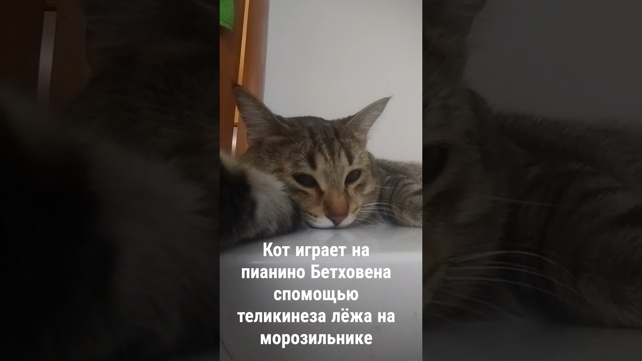 Кот играет на пианино Бетховена спомощью телекинеза и лёжа на морозильнике 🤯🤯🤯🤯