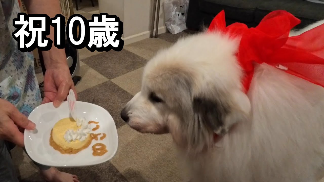 【ラム＆ピコ】ラム10歳になりました