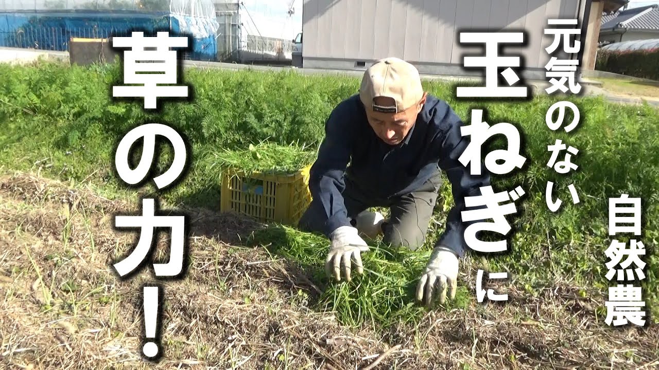 【自然農】あなどれない草の力！元気のない玉ねぎへの応じ方　2025年12 月5日【natural farming】