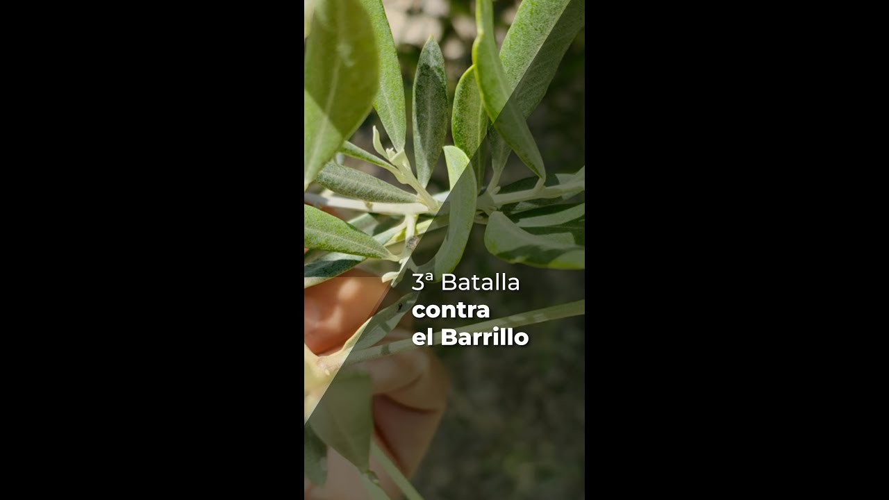 TERCERA BATALLA CONTRA EL BARRILLO - OLIVAR